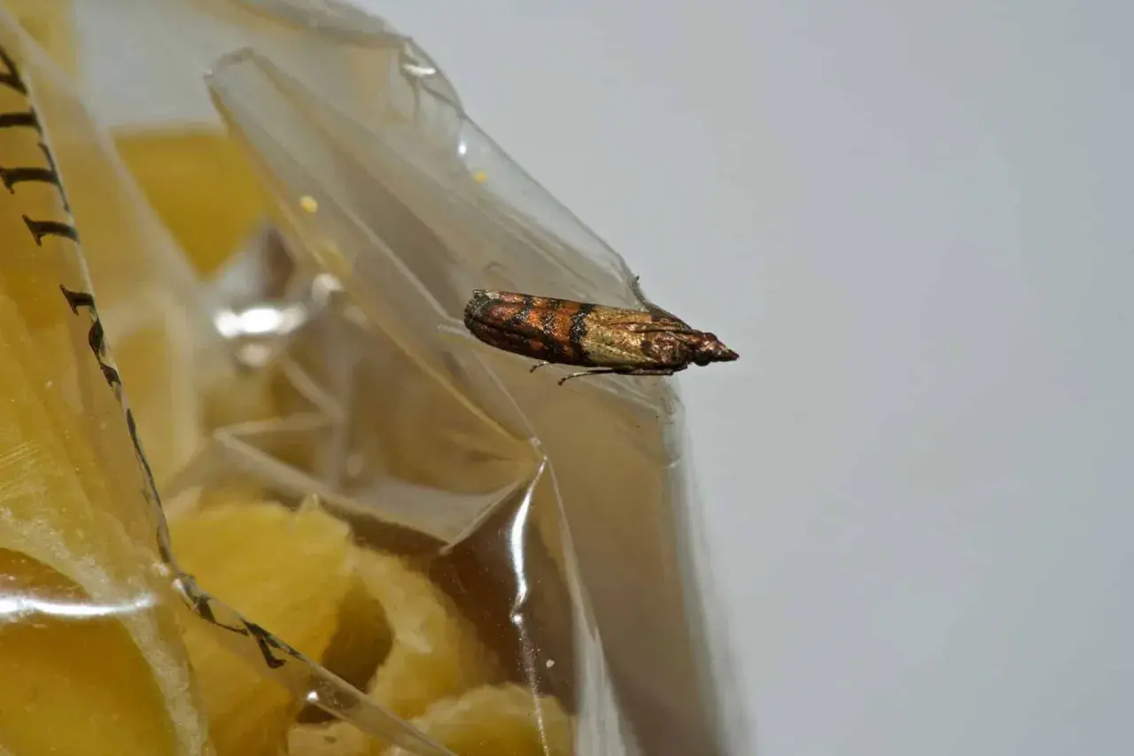 Une mite alimentaire se repose sur un paquet fermé, visiblement attiré par le contenu.
