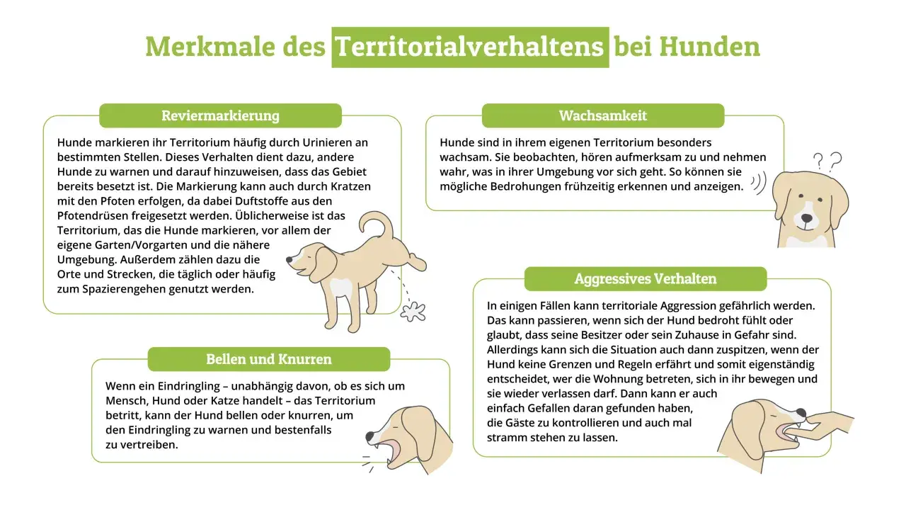 Hund bellt alles an, was sein Territorium betritt. Das Bild zeigt Merkmale territorialen Verhaltens bei Hunden, wie Markieren, Wachsamkeit und Aggression.