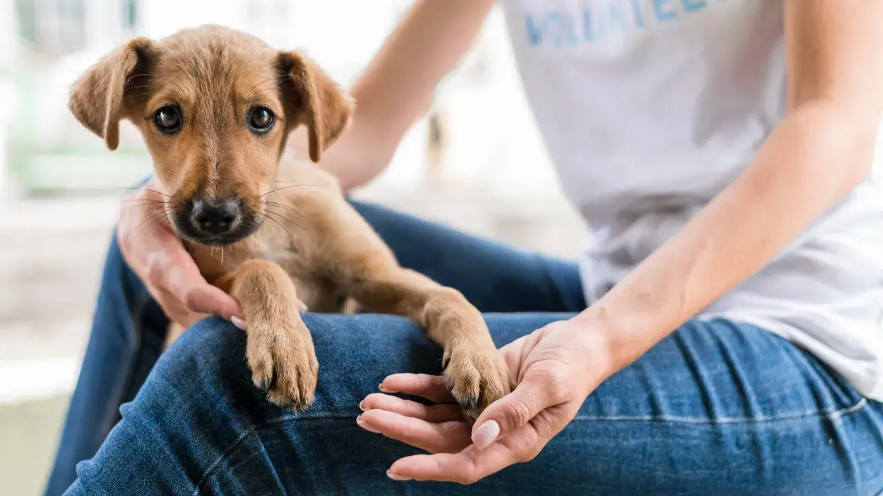 Jak przygotować się na adopcję zwierzaka?