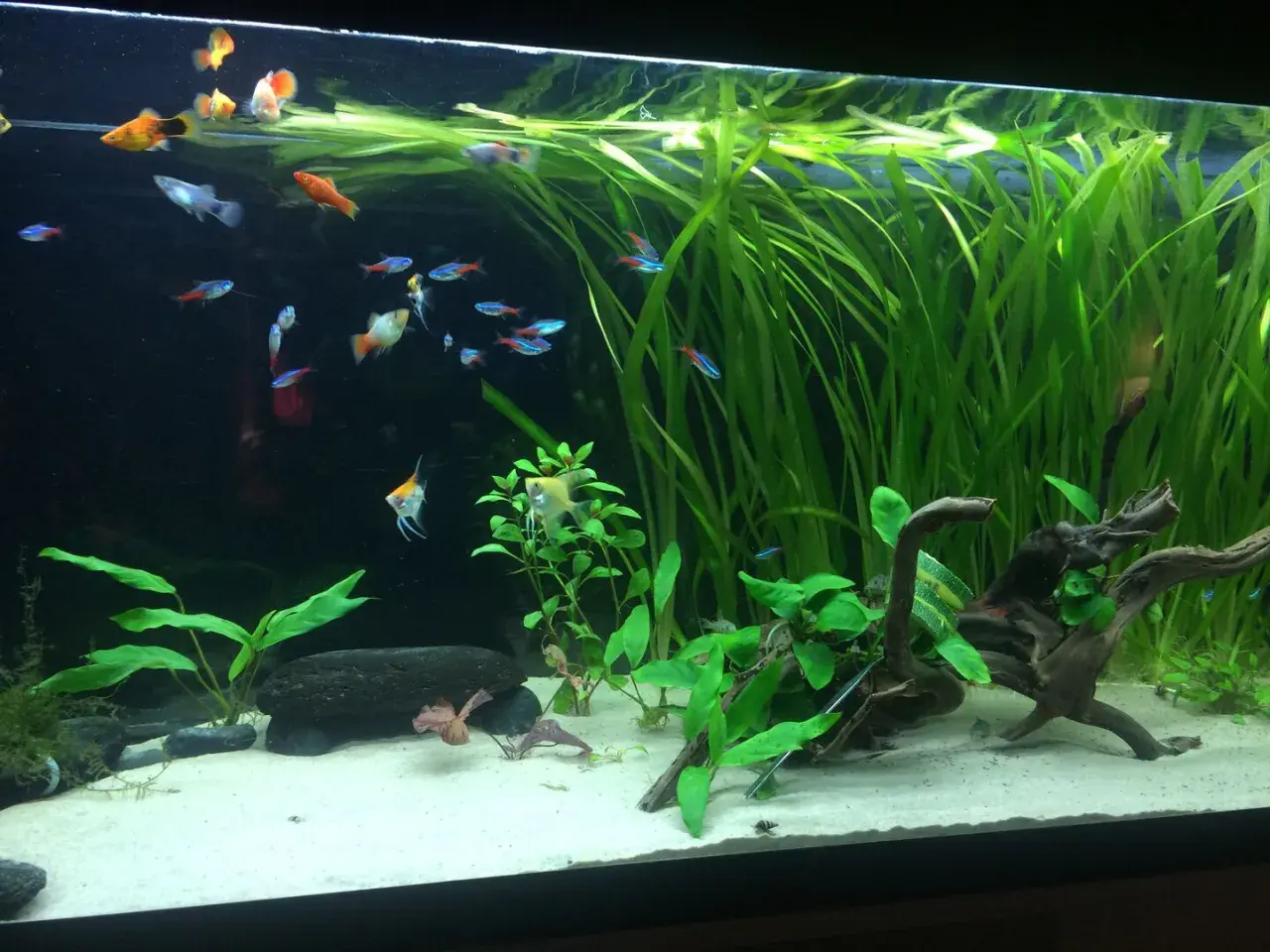 Ett vackert andmat akvarium med många småfiskar som simmar bland frodiga gröna växter och drivved.