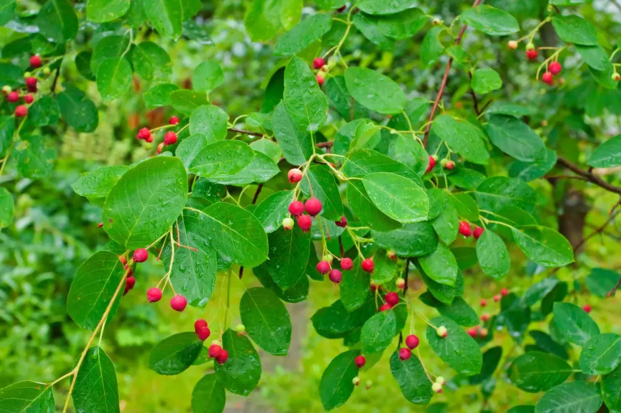 Grüne Blätter und rote Beeren der Felsenbirne, bereit zum Schneiden.