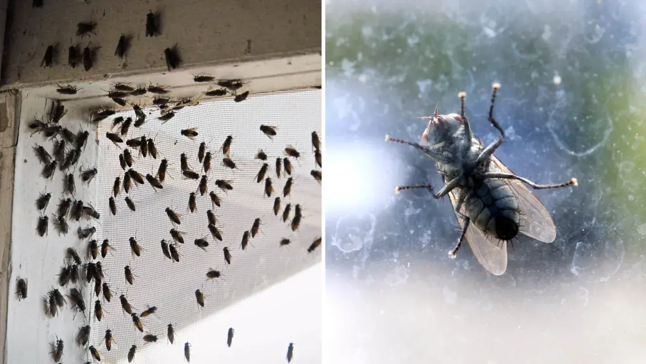 Många flugor inomhus vid ett fönster. Här är husmorstips för att bli av med dem.