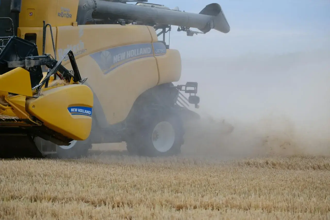 Żółta maszyna New Holland CR790 w akcji, zbierając rzepak. W powietrzu unosi się kurz.