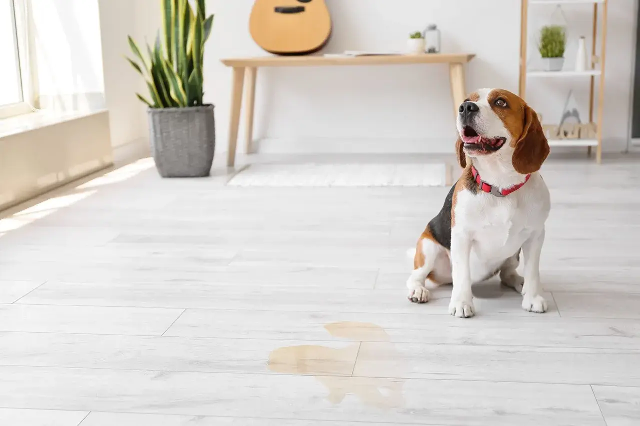 Beagle sitzt neben einer Pfütze, die nach Urin riecht.