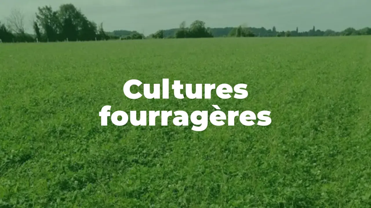 Vaste champ de plante fourragère verte sous un ciel couvert. Texte blanc "Cultures fourragères" superposé.