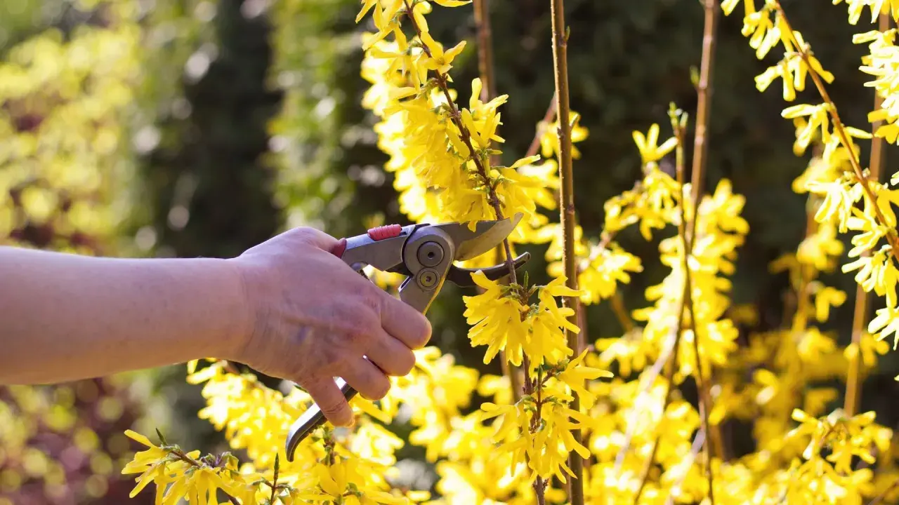 Hand mit Gartenschere schneidet gelbe Forsythie-Blüten. Frühling im Garten.