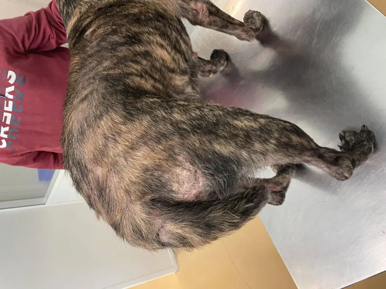 Perro con pelaje atigrado, se le cae el pelo y tiene calvas en la piel.