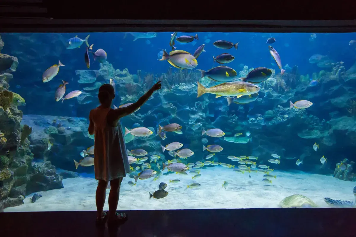 Dziewczynka w oceanarium Jastrzębia Góra wskazuje palcem na ławicę ryb w wielkim akwarium.