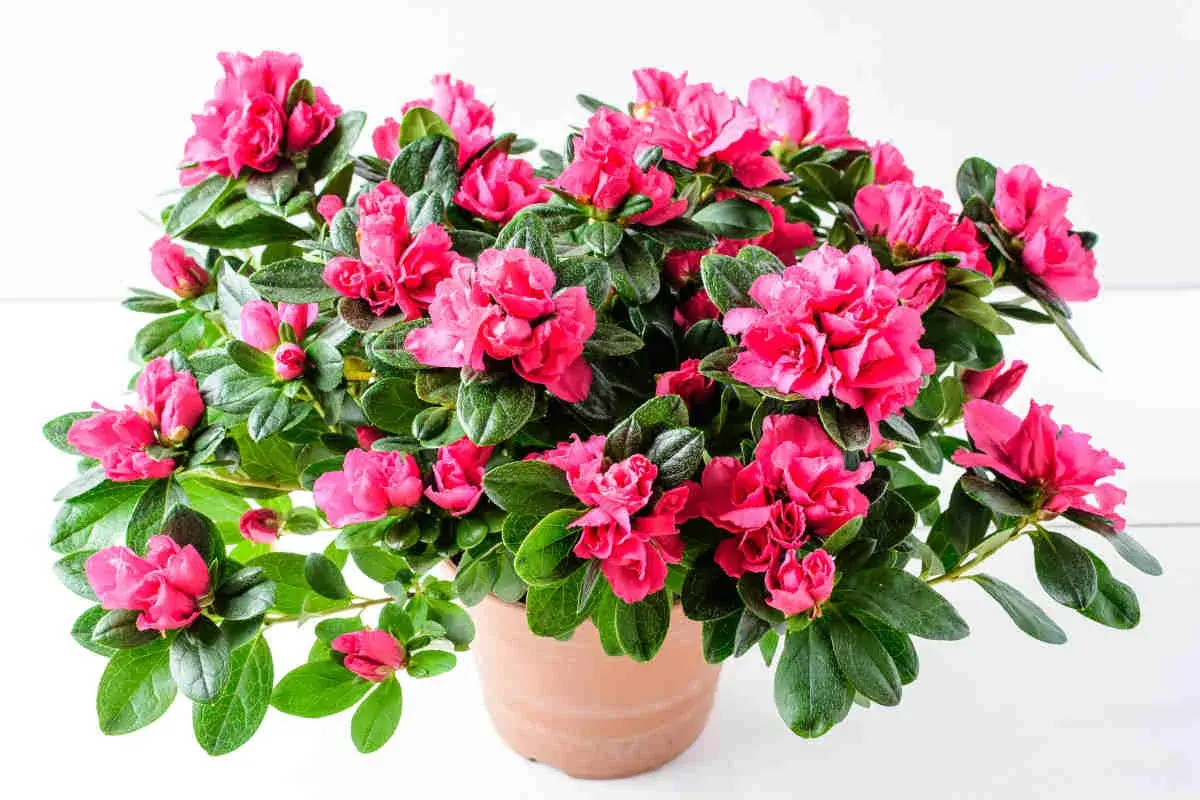 Un bouquet d'azalées d'intérieur aux fleurs rose vif éclate de vie dans un pot en terre cuite.