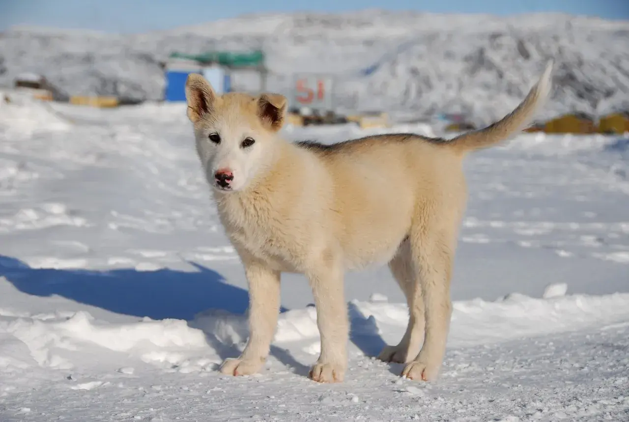 Joven perro de Groenlandia, con pelaje blanco y gris, posa en la nieve.