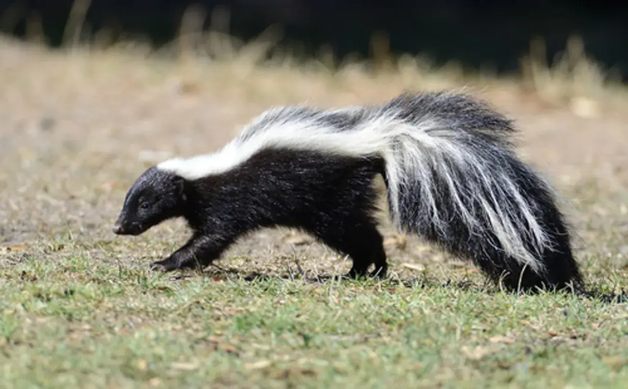 A skunk walks through grass, a reminder of how to get skunk smell out of a mattress.