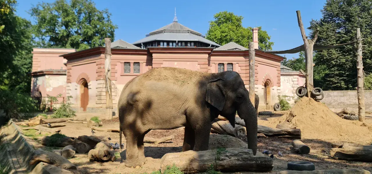 Słoń w najstarszym zoo w Polsce. W tle zabytkowa zabudowa.