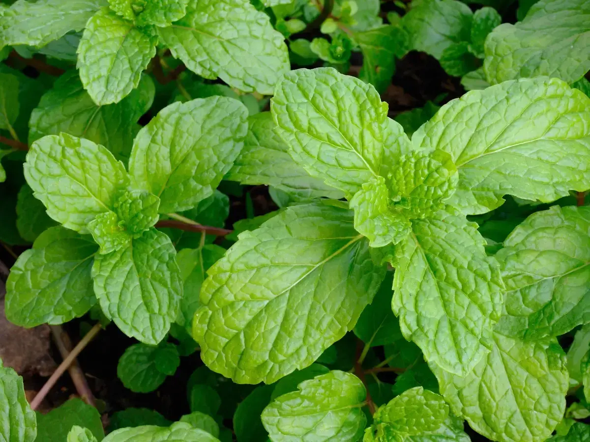 Foglie verdi e rugose di menta, perfette per capire la differenza tra menta e mentuccia.