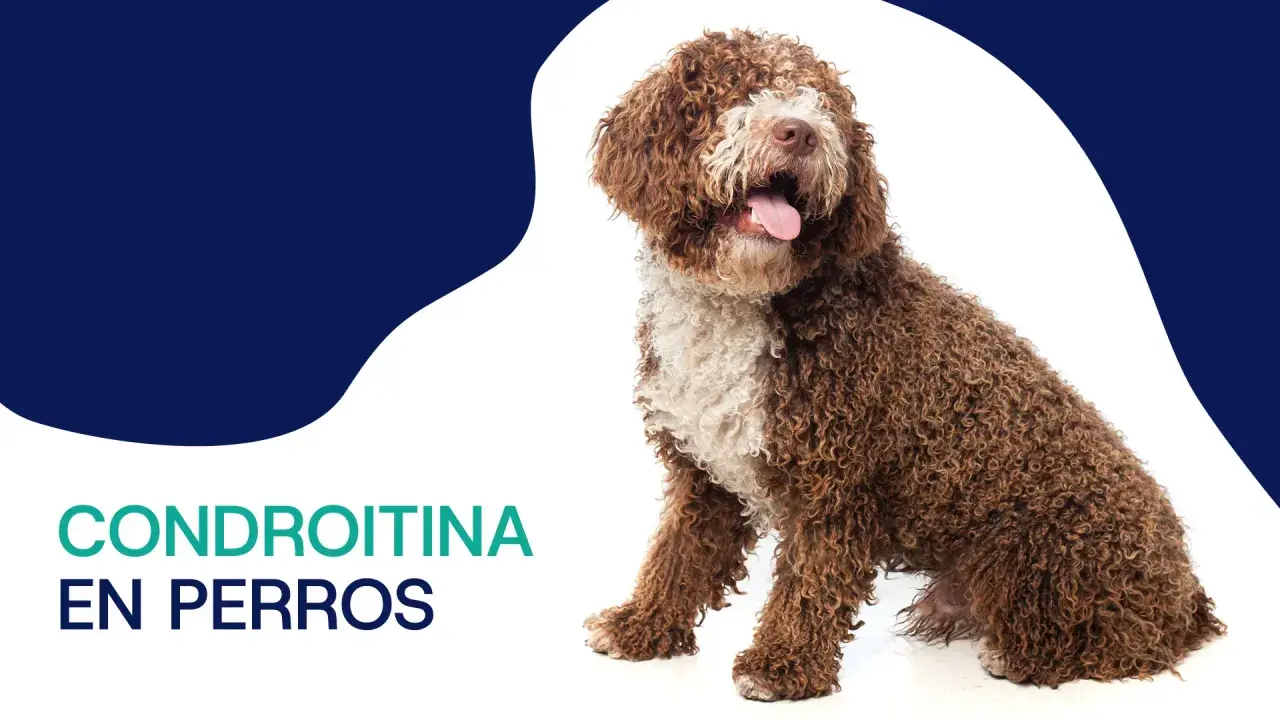 Perro de agua español con pelaje rizado marrón y blanco, sentado y con la lengua fuera. Texto: Condroitina en perros.