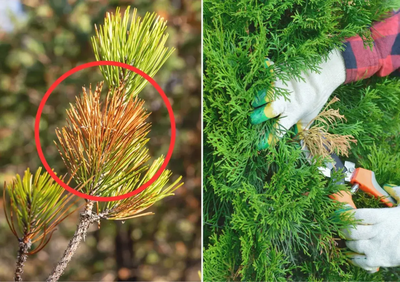 Jak uratować brązowe iglaki? Przycinanie uszkodzonych gałązek to pierwszy krok do zdrowego wyglądu Twoich roślin.
