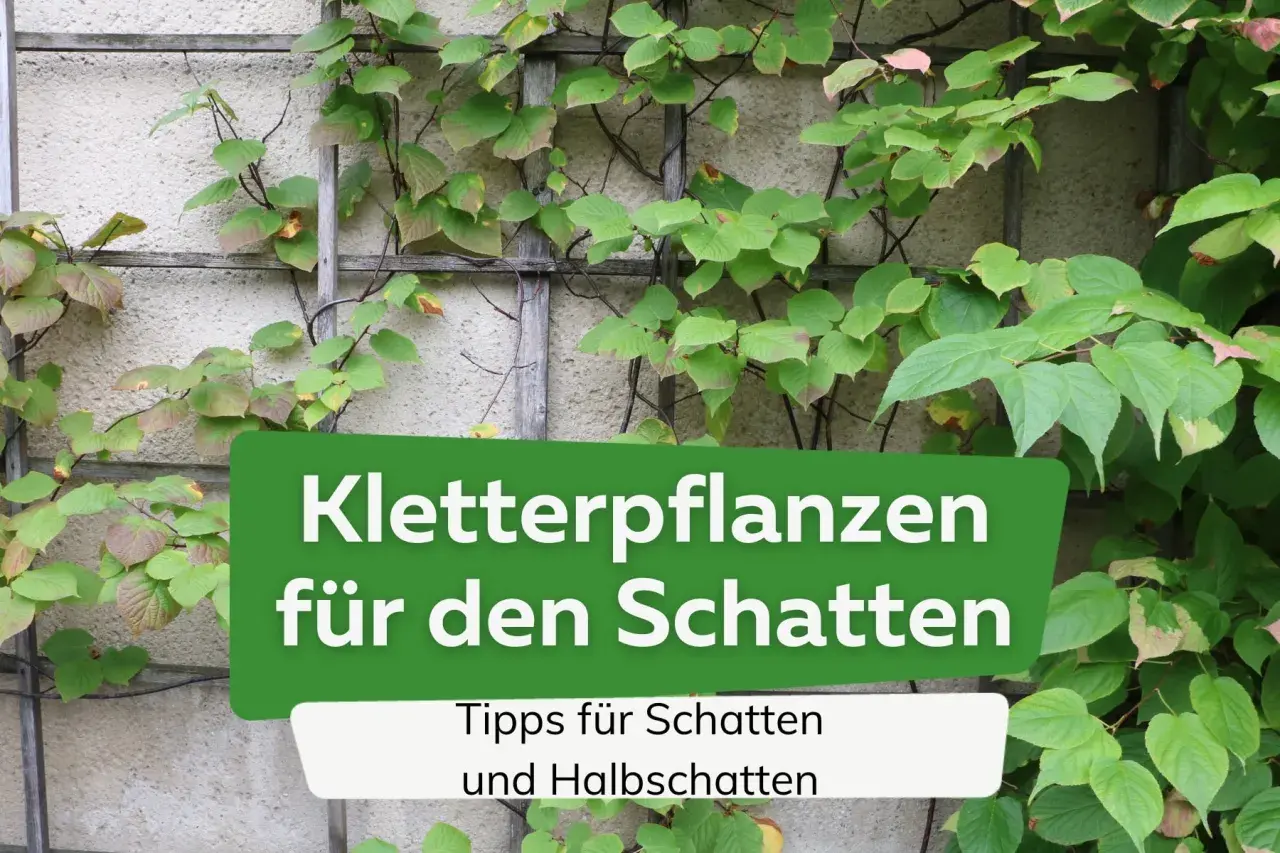 Grüne Kletterpflanzen ranken an einer Wand. Text: "Kletterpflanzen für den Schatten". Tipps für Schatten und Halbschatten.