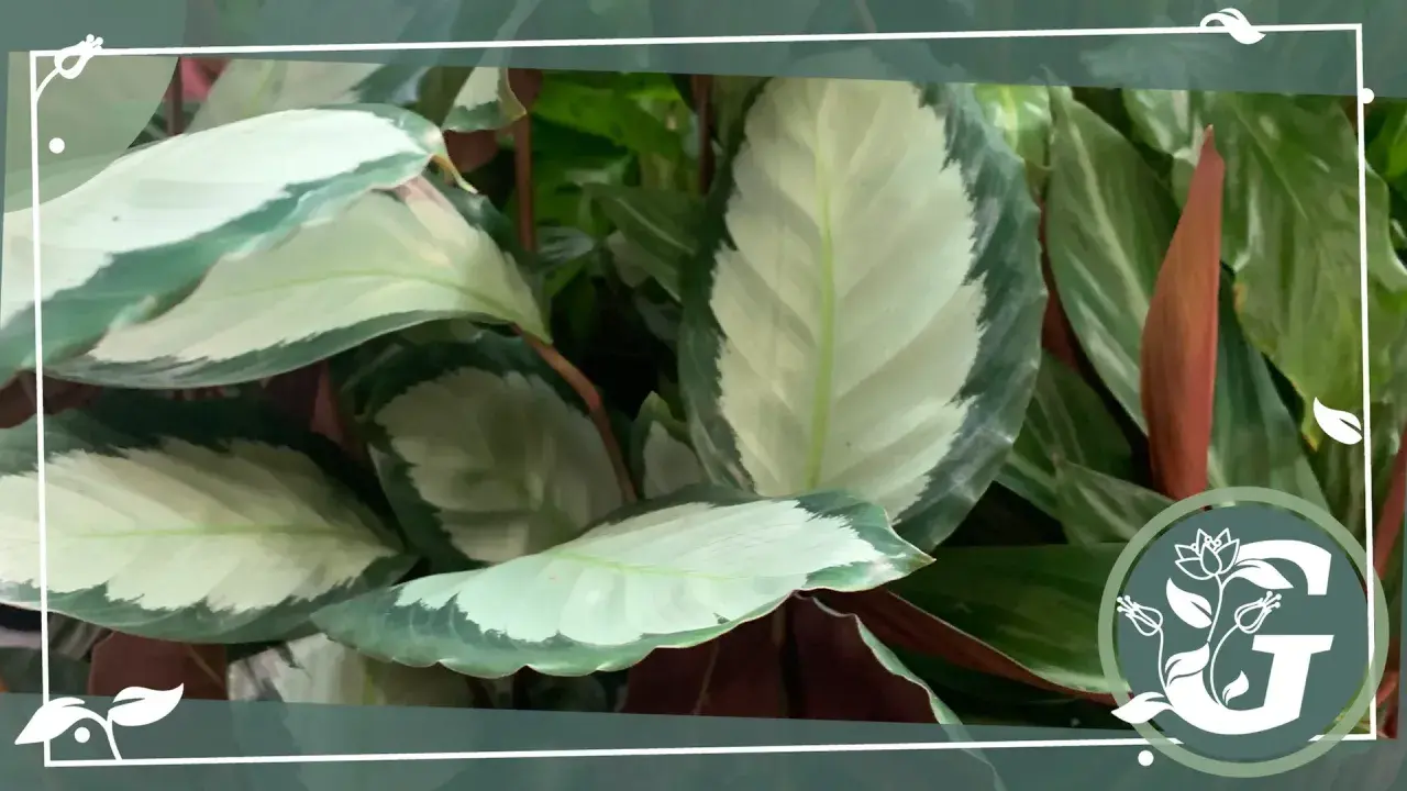 Nahaufnahme einer Calathea mit ihren charakteristischen, hellgrün und dunkelgrün gemusterten Blättern. Tipps zur Calathea Pflege.