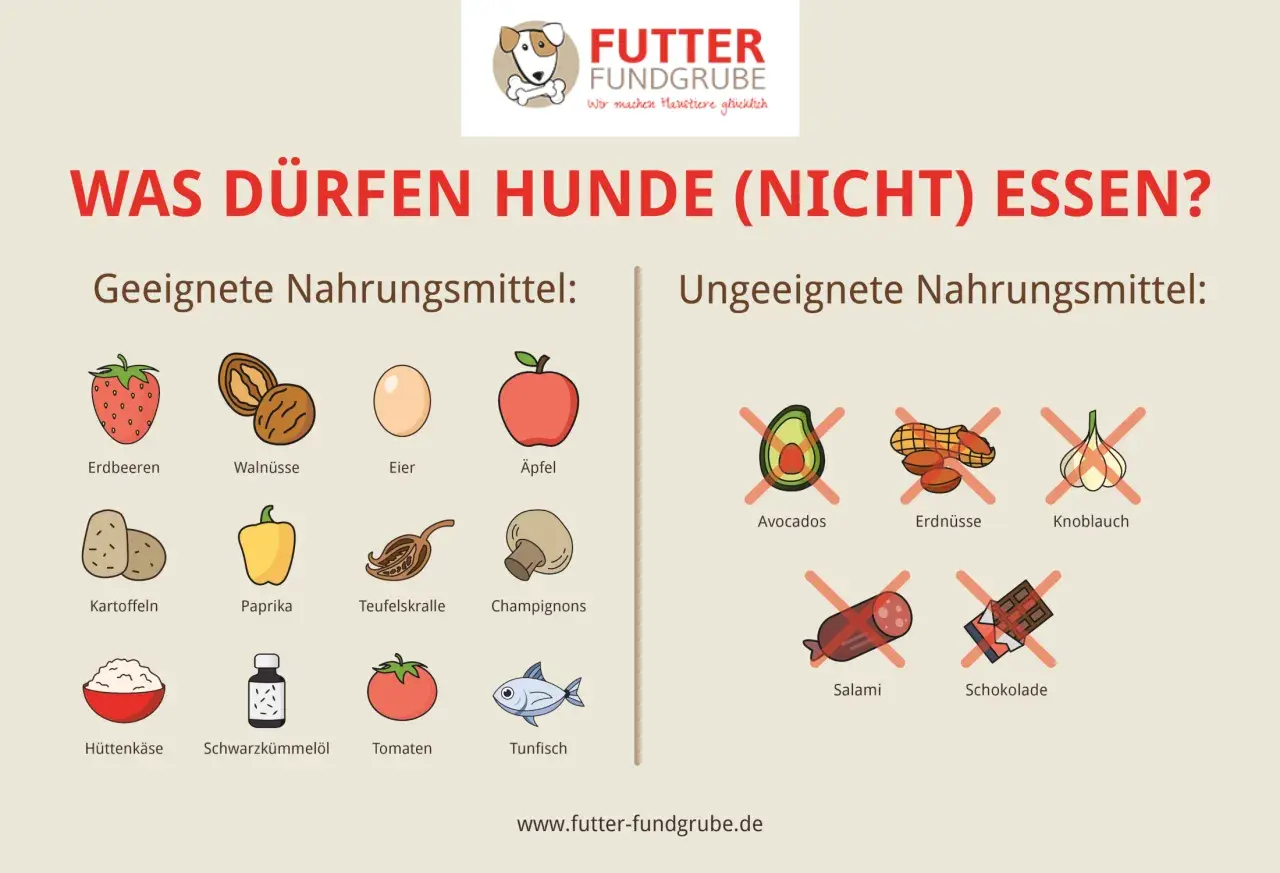 Was essen Hunde? Geeignete Lebensmittel wie Erdbeeren, Walnüsse, Eier, Äpfel, Kartoffeln, Paprika, Teufelskralle, Champignons, Hüttenkäse, Schwarzkümmelöl, Tomaten und Thunfisch. Ungeeignet sind Avocados, Erdnüsse, Knoblauch, Salami und Schokolade.