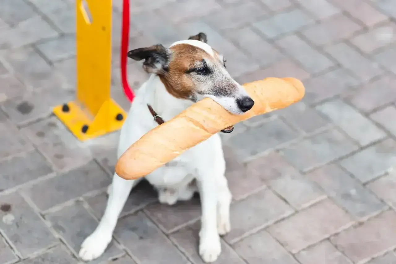Piesek z bagietką w pysku. Czy pies może jeść chleb? Ten psiak chyba wie!