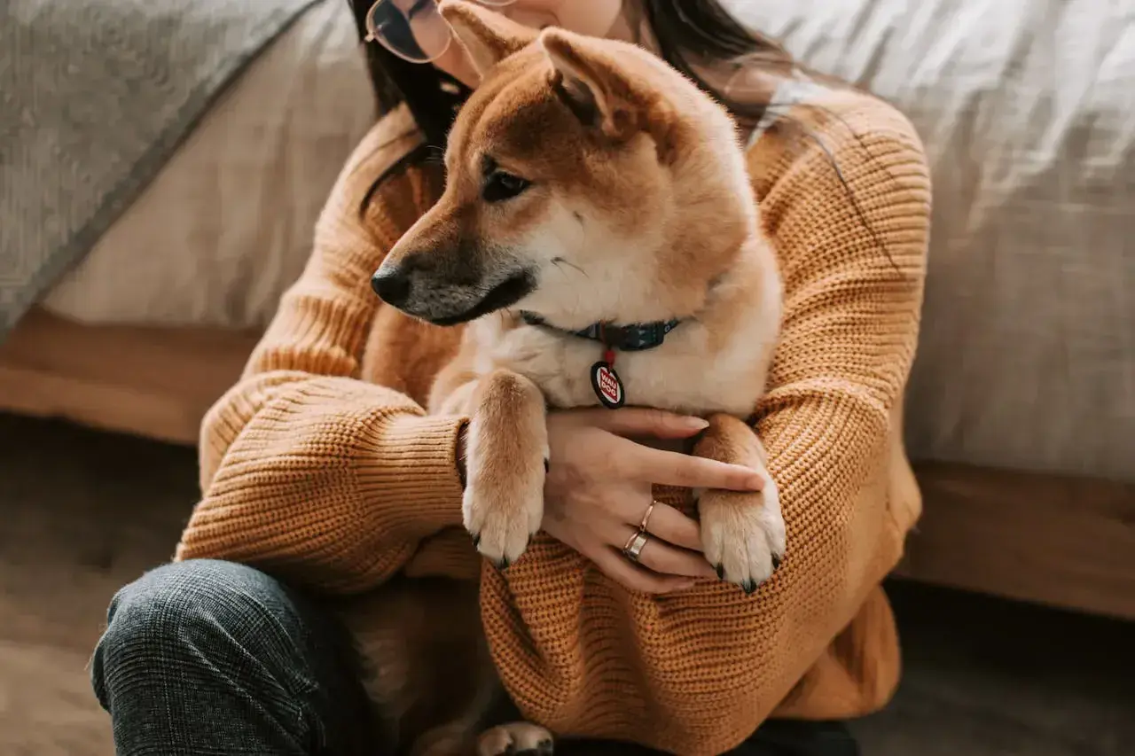 Shiba Inu w ramionach właścicielki, zastanawiającej się, czy pies może jeść ryż.