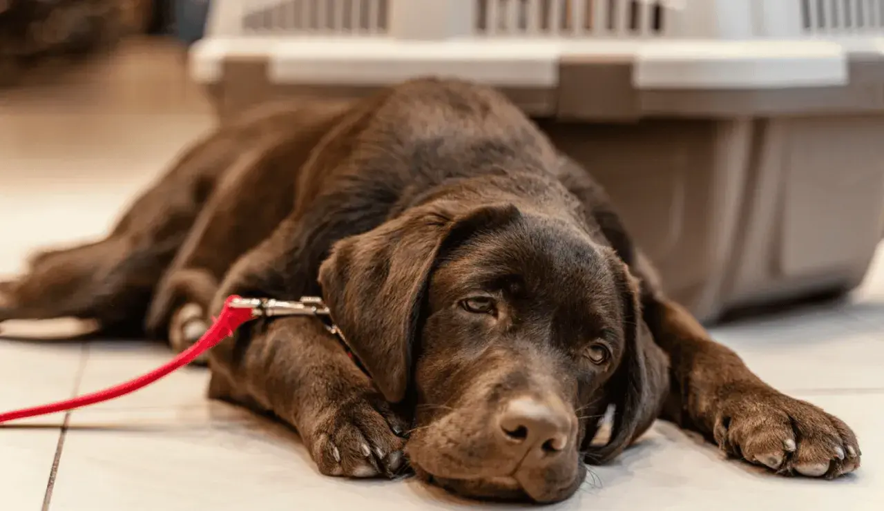 Ein brauner Hund liegt erschöpft auf dem Boden, sein Brustkorb hebt und senkt sich schnell, da der **hund pumpt beim atmen**.