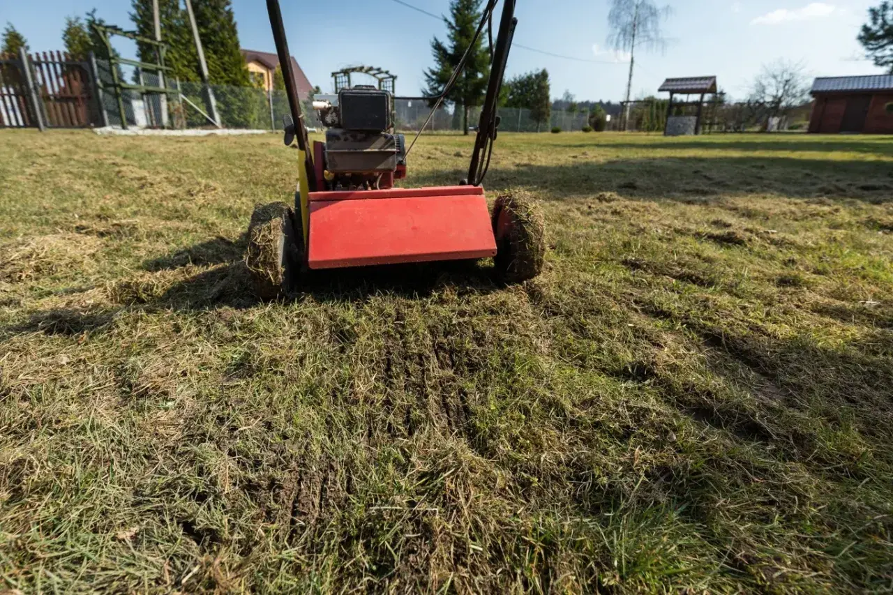 Wertykulator z czerwonym elementem pracuje na trawniku, usuwając filc. Idealny czas, kiedy wertykulować trawnik, to wiosna lub jesień.