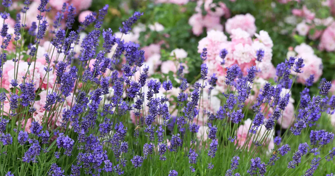 Blommande lavendel med rosa rosor i bakgrunden. Bin surrar bland lavendelblommorna, som växer i den rika lavendel jorden.