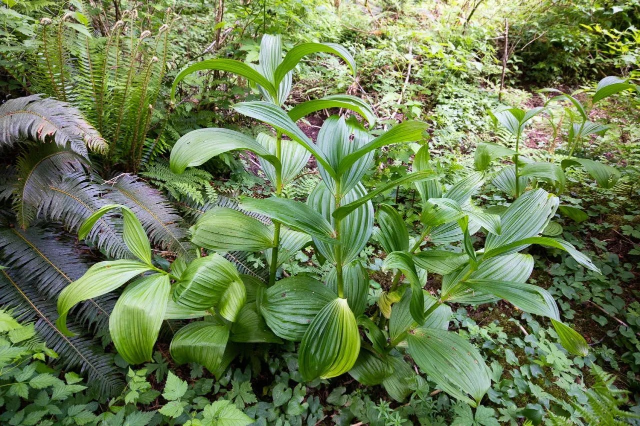 Fogli verdi lucidi di una pianta che sembra una genziana velenosa, circondata da felci e altra vegetazione nel sottobosco.