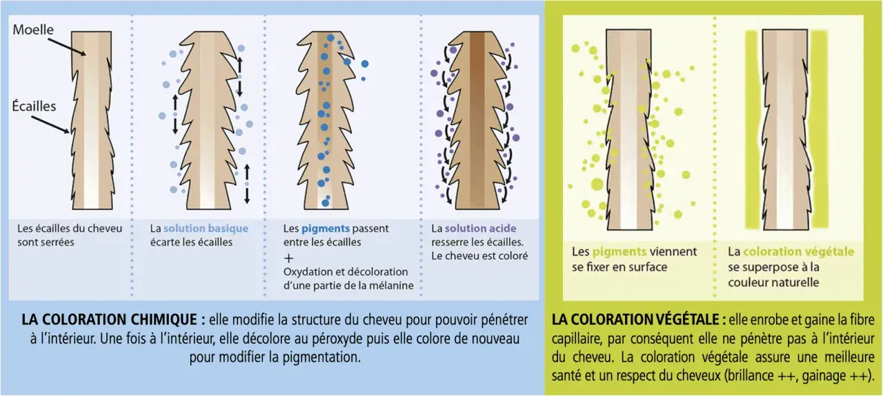 Illustration comparant la coloration chimique et les teintures végétales. Les teintures végétales enrobent la fibre capillaire sans pénétrer, respectant ainsi le cheveu.