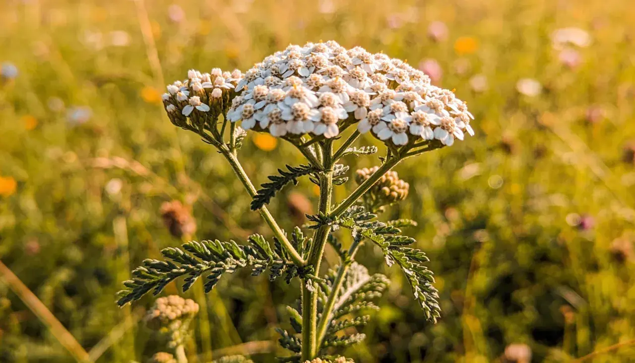 Nahaufnahme einer Schafgarbe auf einer sonnigen Wiese. Die Schafgarbe ist bekannt für ihre vielfältige Verwendung in der Naturheilkunde.