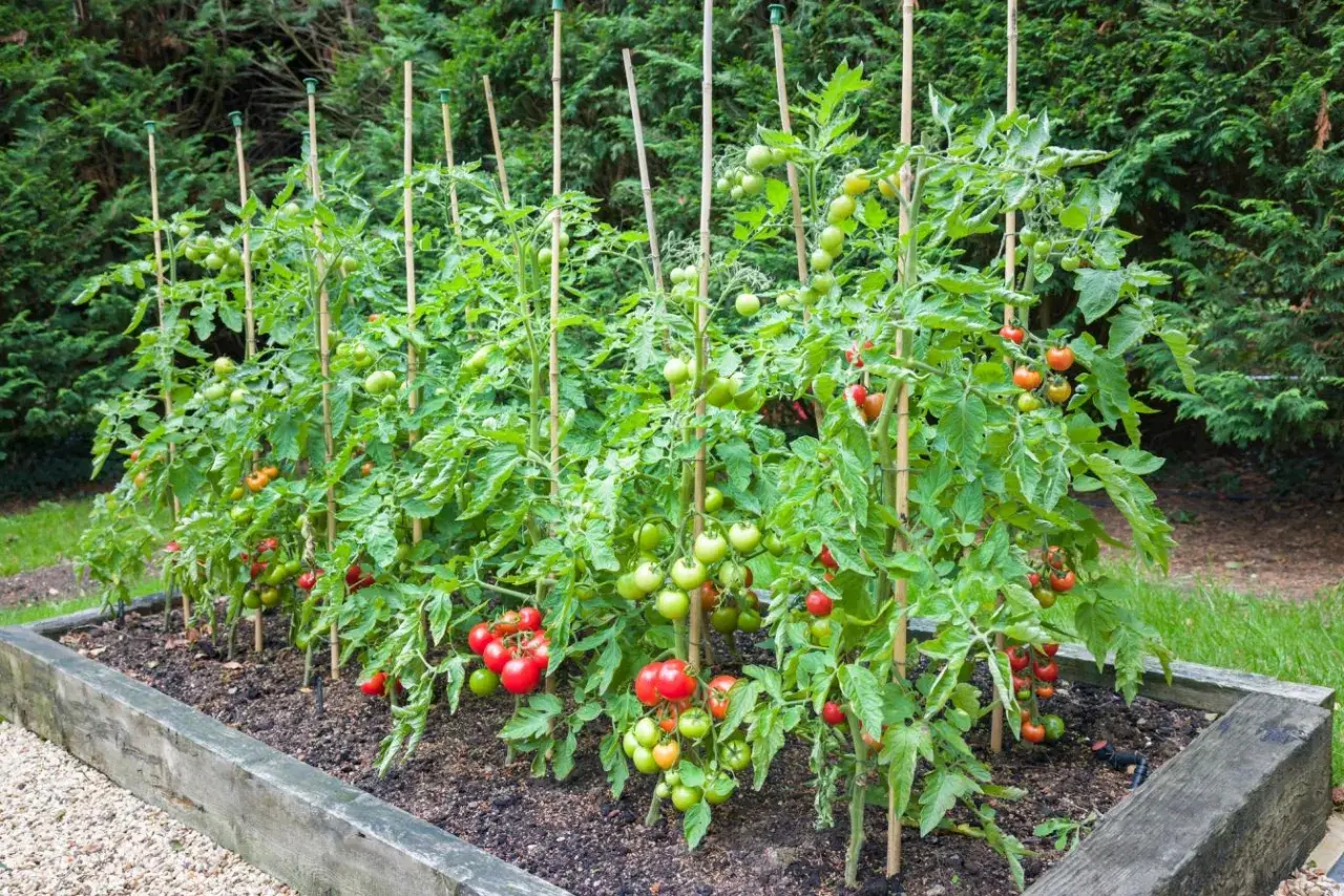 Reife Tomaten an gestützten Pflanzen im Hochbeet. Die Frage "ab wann Tomaten pflanzen" ist hier beantwortet: wenn sie so üppig wachsen und Früchte tragen.