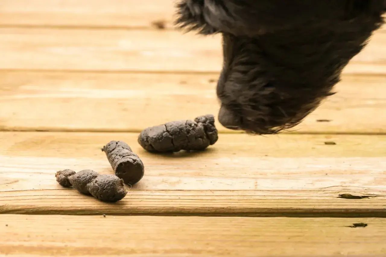 Muso di cane nero annusa tre piccole cacche sul legno. Sembra che il cane non faccia cacca, ma le trovi.