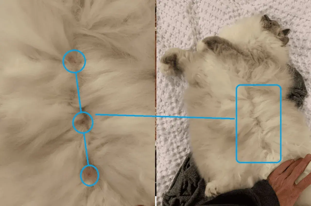 Close-up of a fluffy cat's belly, showing three small pink spots circled in blue, answering the question: do boy cats have nipples?