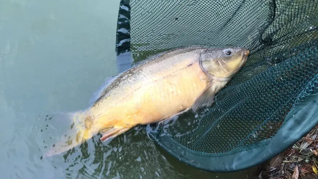 Najlepsza zanęta halibut: jak skutecznie łowić ryby karpiowate