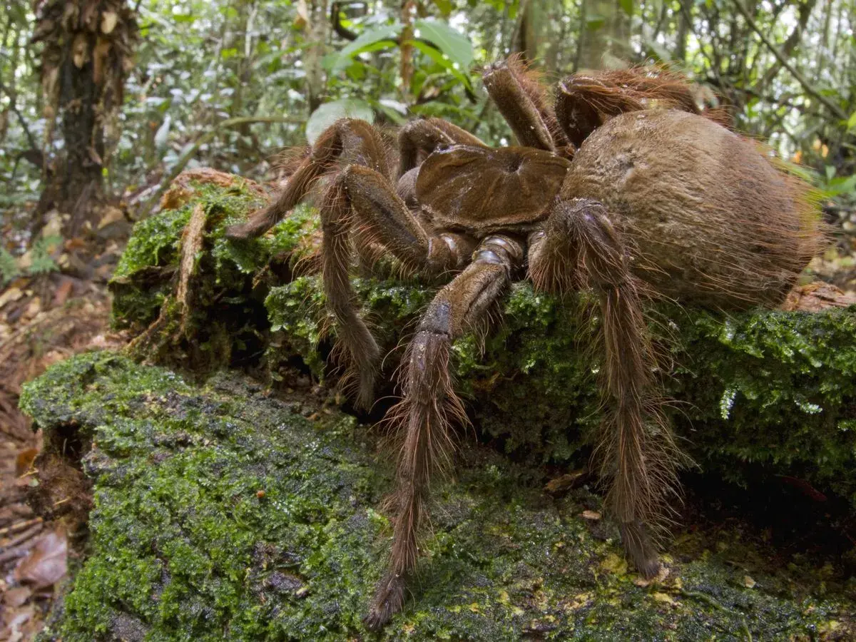 La plus grosse araignée du monde, une tarentule poilue, se repose sur un tronc couvert de mousse dans une forêt tropicale.