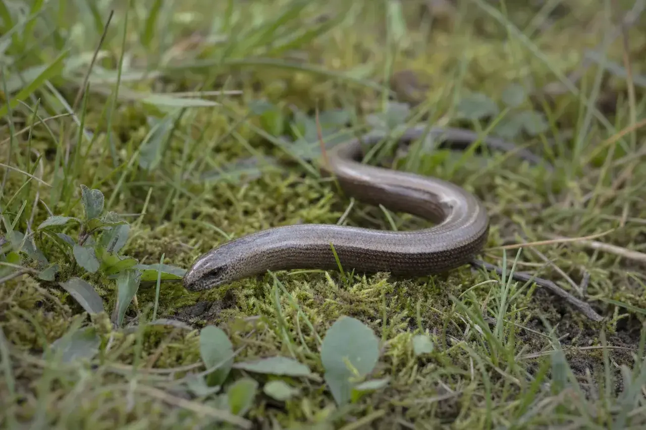 En kopparorm slingrar sig genom gräset. Trots sitt namn är den inte kopparfärgad, men den kan se lite lurig ut. Den är inte farlig för människor.