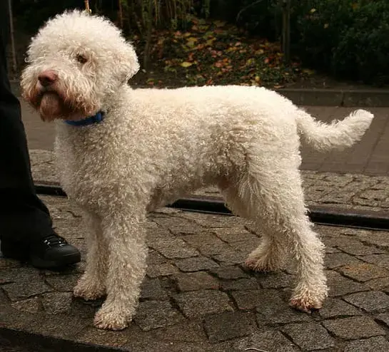 Lagotto Romagnolo sierść czy włos – poznaj różnice i pielęgnację