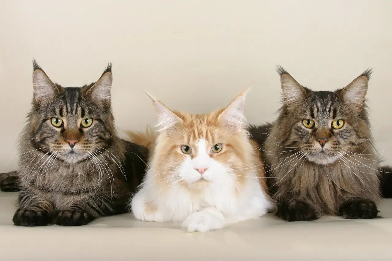 Trzy majestatyczne koty rasy Maine Coon, z pewnością żyją długo, bo aż 15 lat.