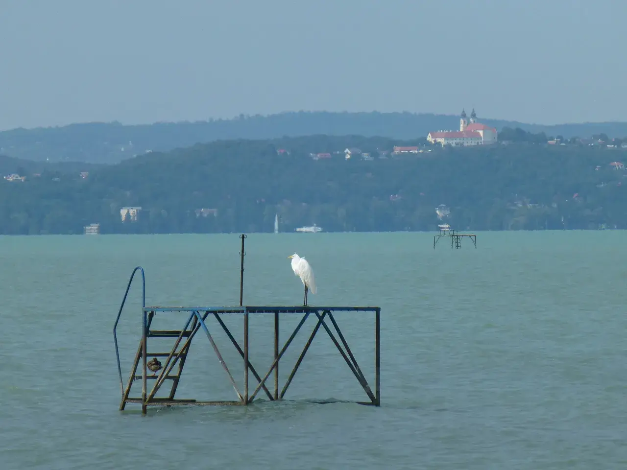 Biała czapla na pomoście na tle wzgórz i klasztoru nad jeziorem Balaton.