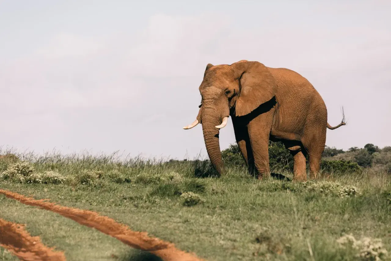 Un majestuoso elefante camina por la sabana, un sueño con elefantes hecho realidad. El cielo despejado y la hierba verde crean un paisaje sereno.