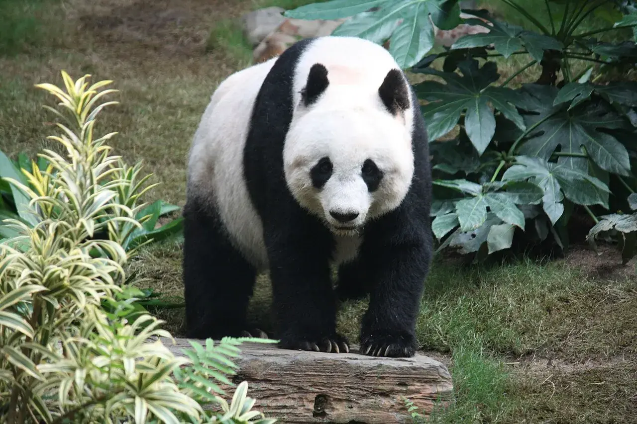 Panda wielka na pniu, otoczona bujną zielenią. Takie miejsca, pełne bambusa, to naturalne środowisko, gdzie żyją pandy.