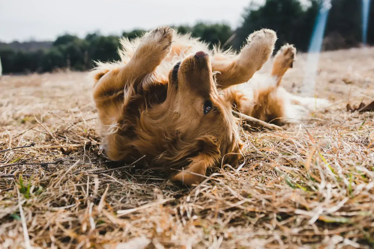 Golden retriever sdraiato sull'erba secca, zampe all'aria, forse perché il cane si gratta sempre.