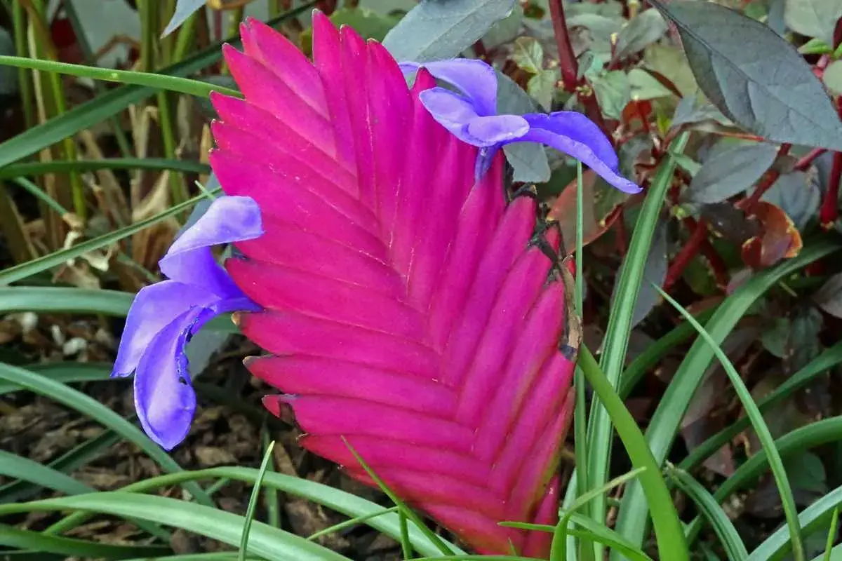 Une plante aérienne aux bractées rose vif et aux fleurs bleues éclatantes, se détachant sur un fond de feuillage vert et pourpre.