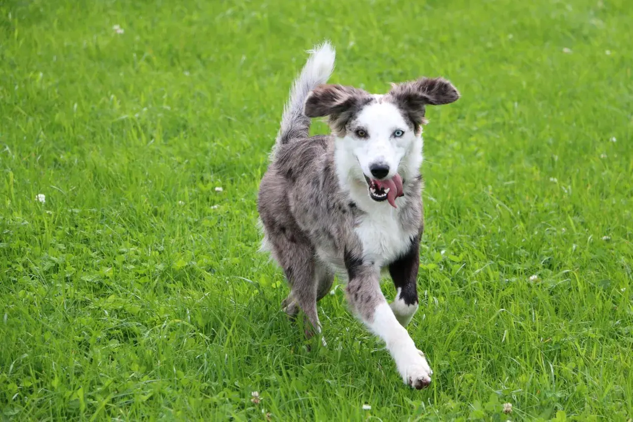 Ein fröhlicher Weimaraner Australian Shepherd Mix mit heterochromen Augen rennt über eine grüne Wiese.