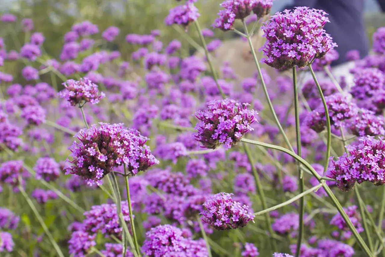 Ein Feld voller lila Eisenkraut-Blüten. Vorsicht: Eisenkraut ist giftig für Haustiere.