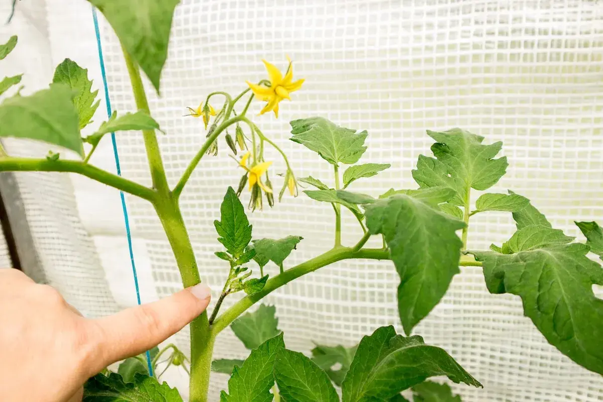Finger zeigt auf Geiztrieb einer Tomatenpflanze. Das Ausgeizen fördert das Wachstum von Früchten.