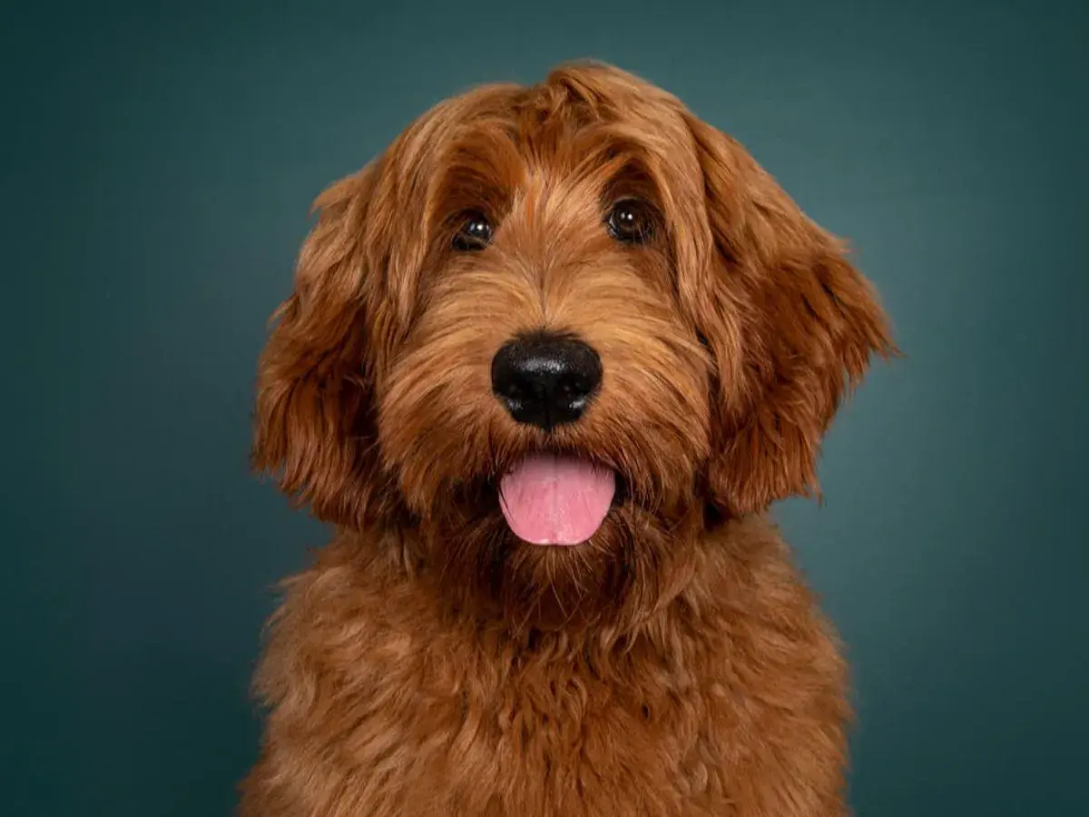 Uroczy rudy labradoodle z językiem na wierzchu. Sprawdź labradoodle cena, jeśli szukasz swojego nowego przyjaciela.
