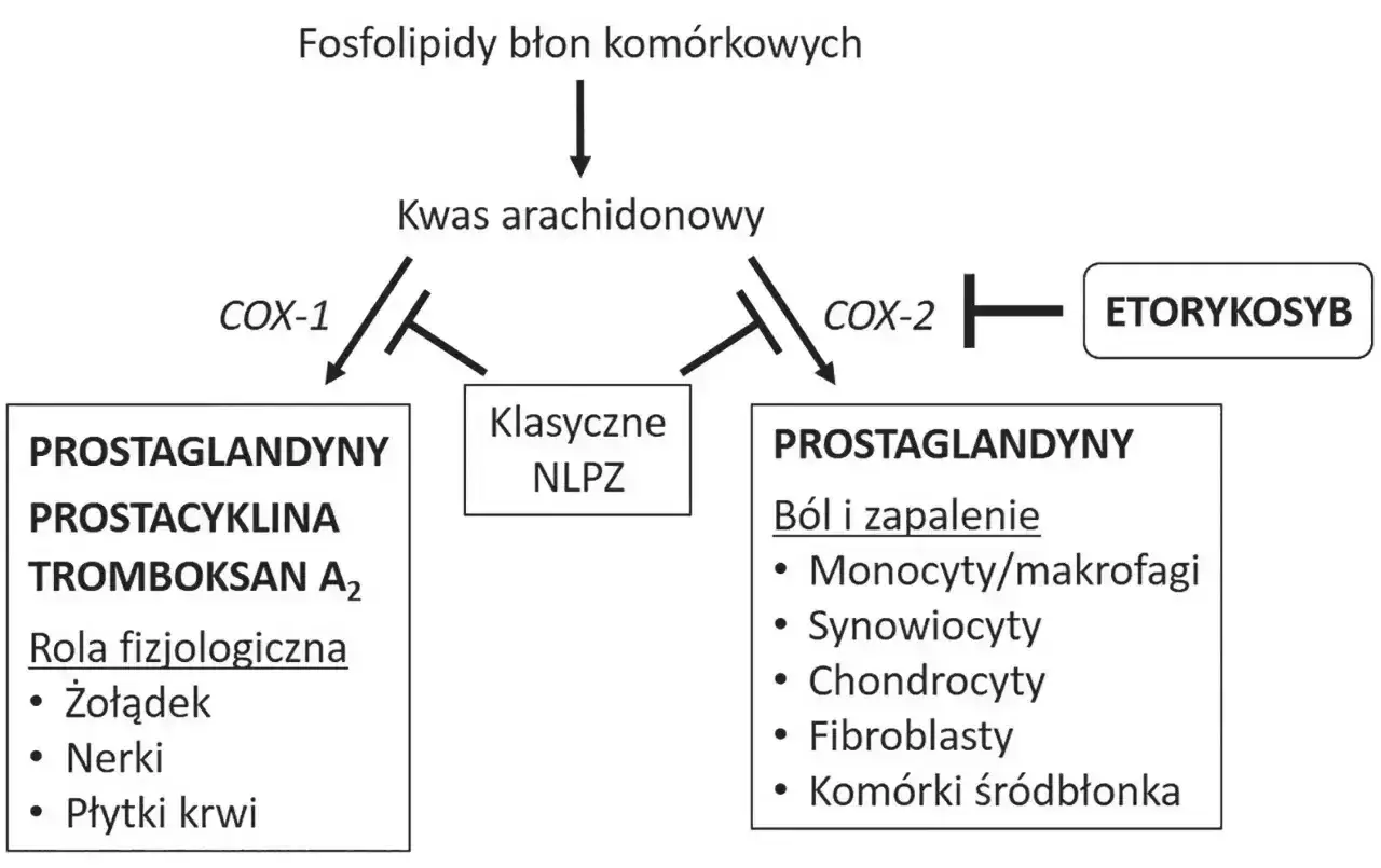 Schemat pokazuje, jak kwas arachidonowy przekształca się w prostaglandyny. Etorykosyb hamuje COX-2, wpływając na ból i zapalenie.
