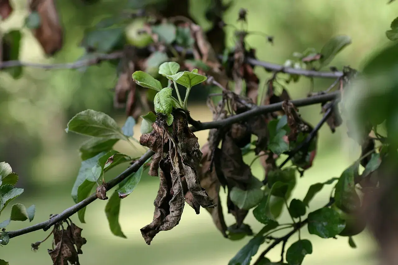 Verwelkte Blätter und junge Triebe an einem Ast zeigen typische apfelbaum-krankheiten bilder.