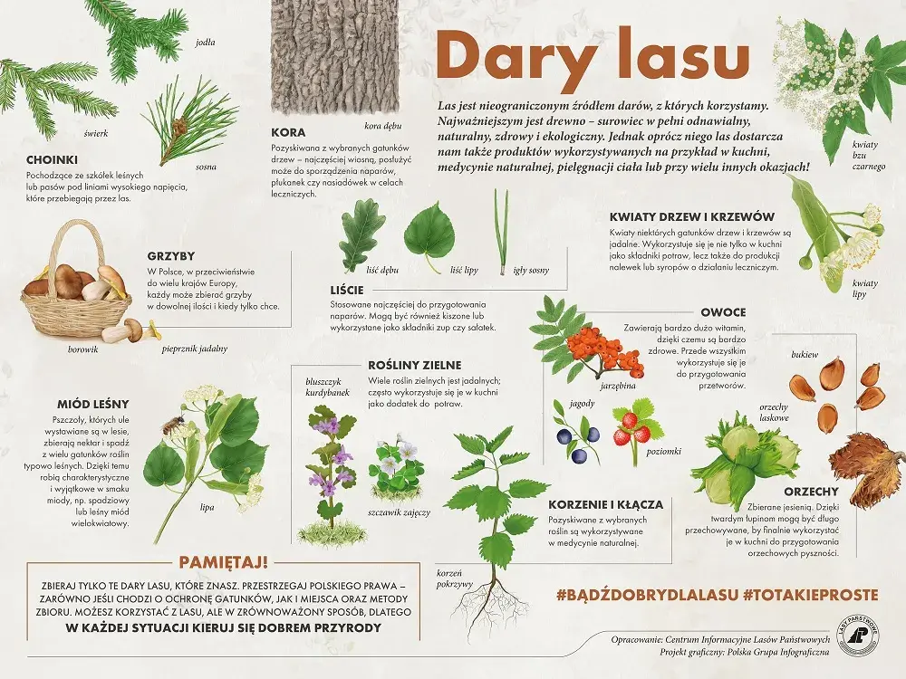 Jadalne rośliny w lesie: Co jeść i jak unikać zatrucia?